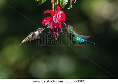 Blue Hummingbird Violet Sabrewing Flying Next To Beautiful Red Flower. Tinny Bird Fly In Jungle. Wil