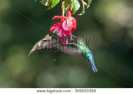 Blue Hummingbird Violet Sabrewing Flying Next To Beautiful Red Flower. Tinny Bird Fly In Jungle. Wil