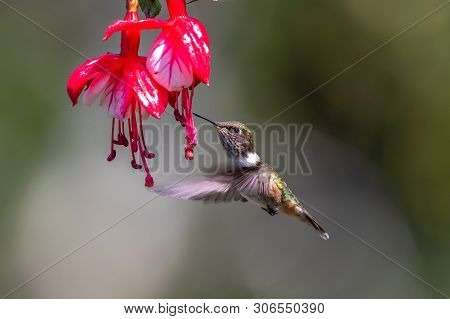 Blue Hummingbird Violet Sabrewing Flying Next To Beautiful Red Flower. Tinny Bird Fly In Jungle. Wil