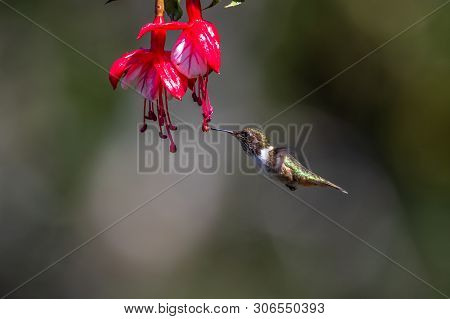 Blue Hummingbird Violet Sabrewing Flying Next To Beautiful Red Flower. Tinny Bird Fly In Jungle. Wil