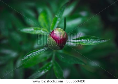 Springtime Concept. Pink Peony In The Garden. Emplate For Design Of Wedding Invitations, Holiday Gre