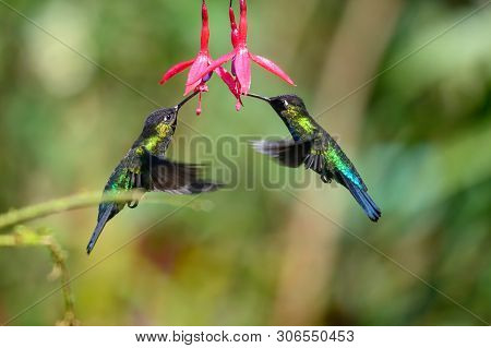 Blue Hummingbird Violet Sabrewing Flying Next To Beautiful Red Flower. Tinny Bird Fly In Jungle. Wil