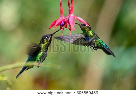 Blue Hummingbird Violet Sabrewing Flying Next To Beautiful Red Flower. Tinny Bird Fly In Jungle. Wil