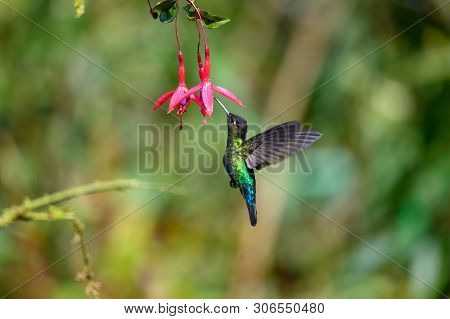 Blue Hummingbird Violet Sabrewing Flying Next To Beautiful Red Flower. Tinny Bird Fly In Jungle. Wil