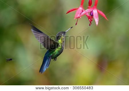 Blue Hummingbird Violet Sabrewing Flying Next To Beautiful Red Flower. Tinny Bird Fly In Jungle. Wil