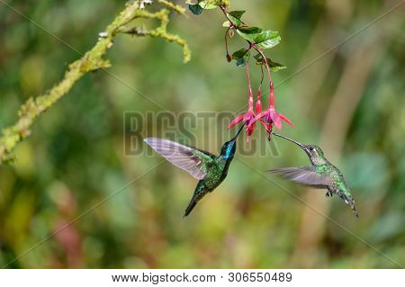 Blue Hummingbird Violet Sabrewing Flying Next To Beautiful Red Flower. Tinny Bird Fly In Jungle. Wil