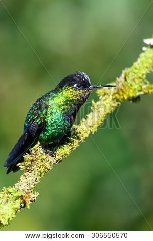Blue Hummingbird Violet Sabrewing Flying Next To Beautiful Red Flower. Tinny Bird Fly In Jungle. Wil