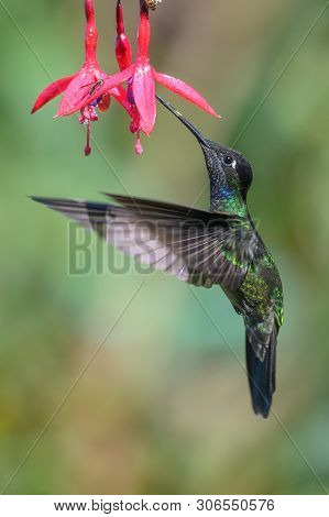 Blue Hummingbird Violet Sabrewing Flying Next To Beautiful Red Flower. Tinny Bird Fly In Jungle. Wil