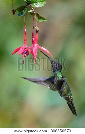 Blue Hummingbird Violet Sabrewing Flying Next To Beautiful Red Flower. Tinny Bird Fly In Jungle. Wil