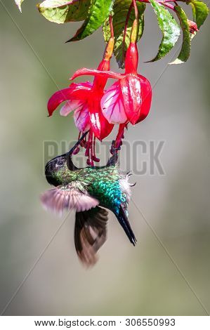 Blue Hummingbird Violet Sabrewing Flying Next To Beautiful Red Flower. Tinny Bird Fly In Jungle. Wil