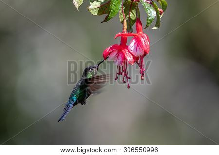 Blue Hummingbird Violet Sabrewing Flying Next To Beautiful Red Flower. Tinny Bird Fly In Jungle. Wil