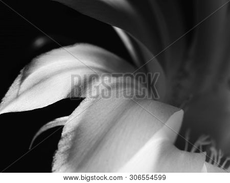 Part Of A Flower Blooming Cactus Echinopsis Obrepanda Black And White. Close Up
