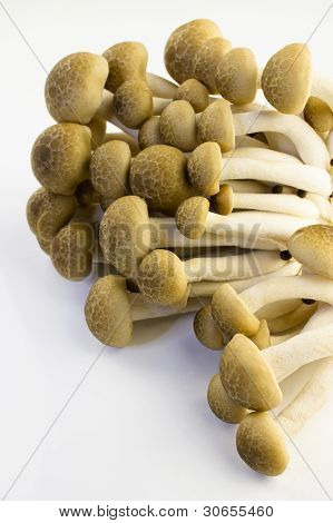 Brun bøg champignon