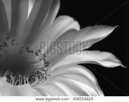 Part Of A Flower Blooming Cactus Echinopsis Obrepanda Black And White. Close Up