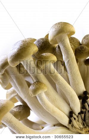 Brun bøg champignon