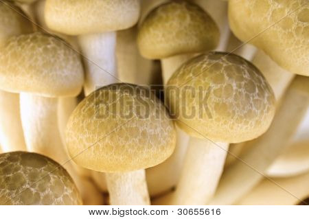 Brun bøg champignon
