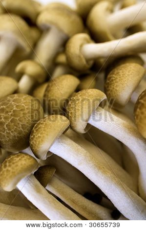 Brun bøg champignon