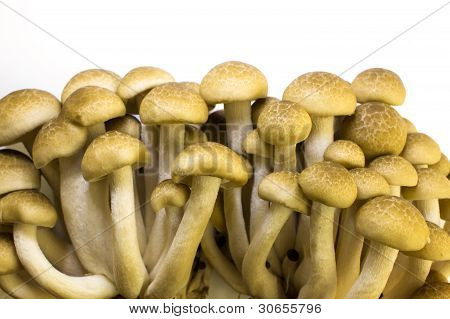 Brun bøg champignon