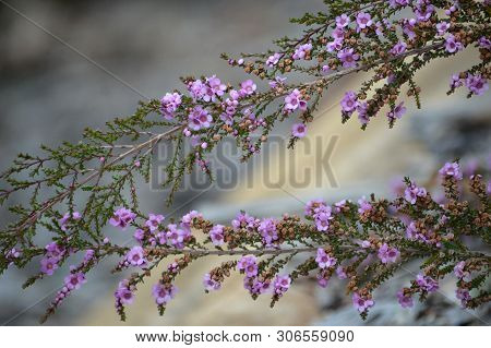 Delicate Purple Flowers Of The Australian Native Shrub Thryptomene Denticulata, Family Myrtaceae. En