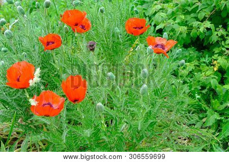 Flowerbed Brightly Karsny Beautiful Poppy Flowers On A Green Background.