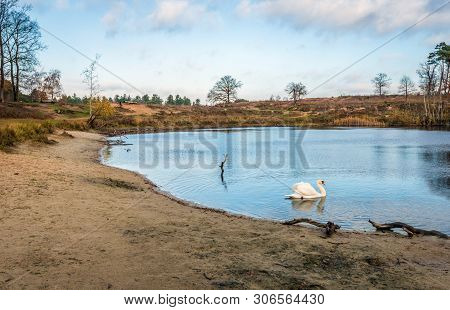 Mute Swan Swims Gracefully In A Lake Surrounded By Trees In Autumn Colors. The Photo Was Taken In Au