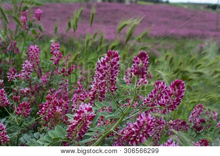 Flora Of Sicily, Colorful Flossom Of Wild Flowers, Peas And French Honeysuckle, Pink Sulla Flowers O