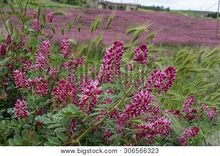 Flora Of Sicily, Colorful Flossom Of Wild Flowers, Peas And French Honeysuckle, Pink Sulla Flowers O