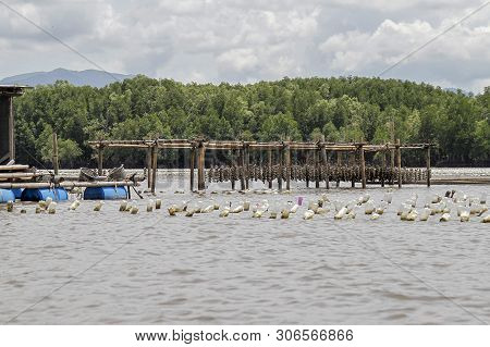 Chantaburi,thailand-june 3,2019:sea Animal Farm Near Fisherman Village In Chantaburi At Thailand