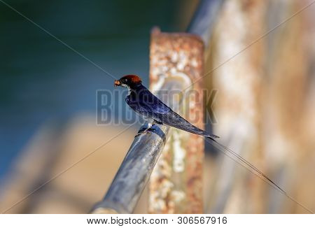 Small Bird, Wire-tailed Swallow, Hirundo Smithii, Perched