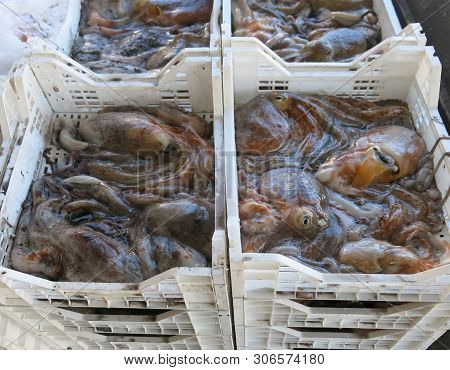 Many Polyps On The Boxes Feshly Caught On The Sea