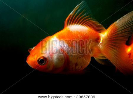 mÃ¤nnlichen Goldfisch