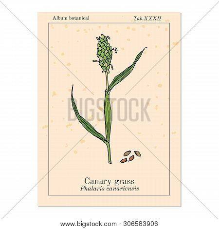 Canary Grass Phalaris Canariensis , Medicinal Plant. Hand Drawn Botanical Vector Illustration