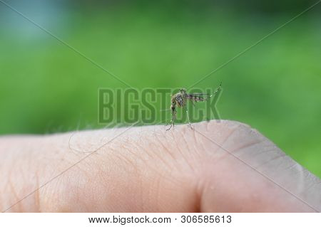 Mosquito Sucking Human Blood. Close Up Of Mosquito On Human Skin, Mosquito Bite