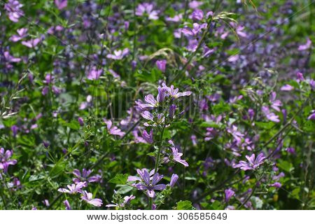 Mallow Plant, Malva Sylvestris  - Blue Common Mallow. Uncultivated And Healthy Plant, Herbal Medicin