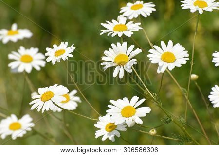 Chamomile. Chamomile Field In Bloom, Chamomile Flowers On A Meadow Close -up