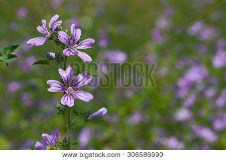 Mallow Plant, Malva Sylvestris  - Blue Common Mallow. Uncultivated And Healthy Plant, Herbal Medicin