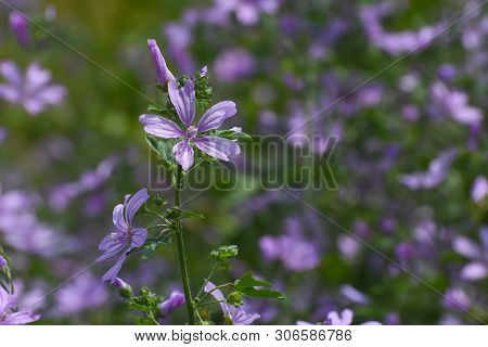 Mallow Plant, Malva Sylvestris  - Blue Common Mallow. Uncultivated And Healthy Plant, Herbal Medicin