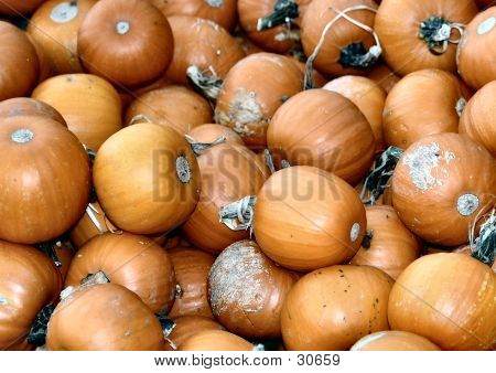 Citrouilles 1