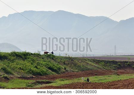 North Korea, Pyongyang - May 5, 2019: Countryside Life, Dprk. Peasants On A Field, One Leads The Ox,