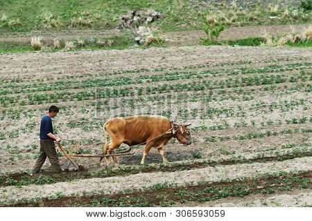 North Korea - May 4, 2019: Countryside Scene. Peasant Man Plowing A Potato Field With Ox