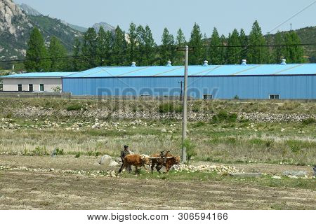North Korea, Pyongyang - May 4, 2019: Countryside Life, Dprk. Peasant Man In Military Uniform Plowin