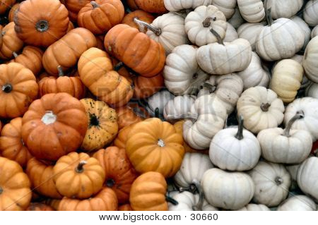 Beaucoup de citrouilles