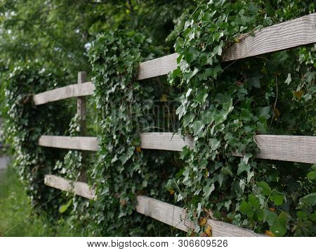 Great Ivy Leaves On Fence In Garden