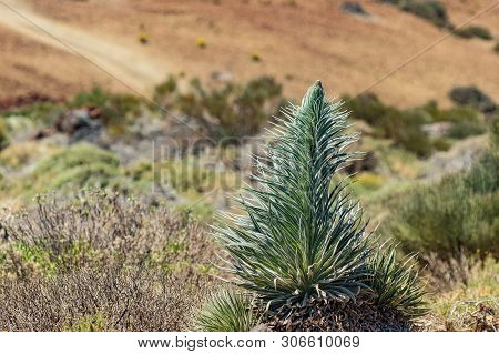 Wild Sprout Of Endemic Beautiful Flower Tajinaste Rojo -echium Wildpretii- Near Road Line. Teide Nat
