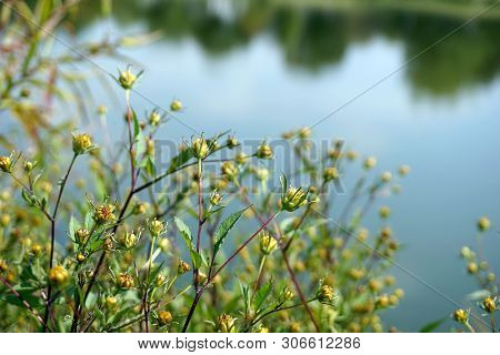 Devils Beggarticks (bidens Frondosa) Bloom Beside A Small Lake In Joliet, Illinois During September.