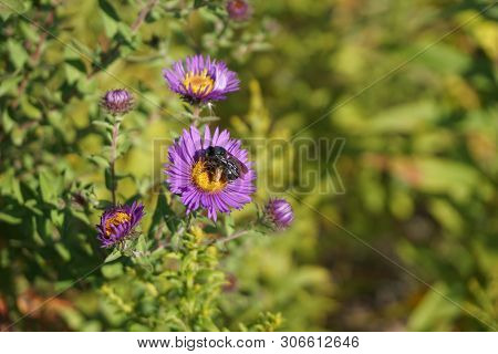 A Black Two-spotted Longhorn Bee (melissodes Bimaculata) Gathers Nectar From The Inflorescence Of A 
