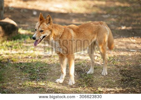Australian Dingo