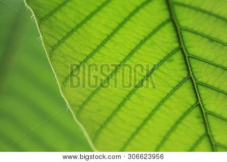 Leave Vein Midrib Lines. Close Up Macro View Nature Detail Background.