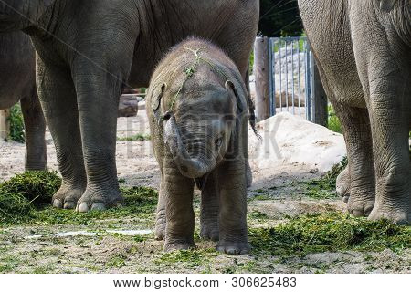 The Asian Elephant, Elephas Maximus Also Called Asiatic Elephant, Is The Only Living Species Of The 
