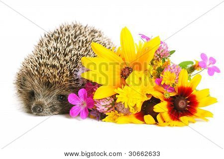 Ouriço com flores